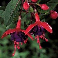 Primrose Set of 3 Dollar Prinzessin Bedding Plant Fuchsia in 9cm Pots in Purple