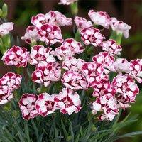 Primrose Set of 3 Cremarena Pot Pink Bedding Plant Dianthus Diantica 9cm Pots