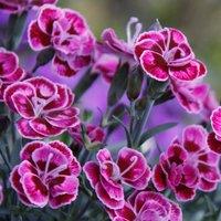 Primrose Set of 3 Diantica Purple Wedding Plant Dianthus Kledg18274 in 9cm Pots