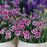 Primrose Set of 3 Pink Kisses Bedding Plant Dianthus Kledg12163 in 9cm Pots in Purple