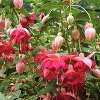 Primrose Set of 3 Garden News Bedding Plant Fuchsia in 9cm Pots in Pink