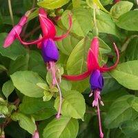 Primrose Set of 3 Genii Bedding Plant Fuchsia in 9cm Pots in Purple