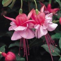 Primrose Set of 3 Heidi Ann Bedding Plant Fuchsia in 9cm Pots in Pink