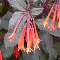 Primrose Set of 3 Thalia Bedding Plant Fuchsia in 9cm Pots in Orange