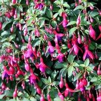 Primrose Set of 3 Tom Thumb Bedding Plant Fuchsia in 9cm Pots in Purple