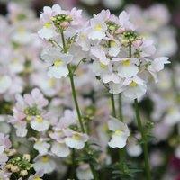 Primrose Set of 3 Wisley Vanilla Bedding Plant Nemesia in 9cm Pots in White