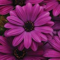 Primrose Set of 3 Akila Purple African Daisy Bedding Plant Osteospermum 9cm Pot