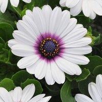 Primrose Set of 3 Akila White Purple Eye African Daisy Osteospermum 9cm Pots