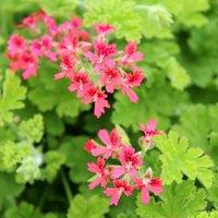 Primrose Set of 3 Concolor Lace Bedding Plant Pelargonium in 9cm Pots in Pink