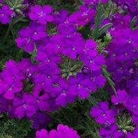Primrose Set of 3 Enchantment Purple Bedding Plant Verbena in 9cm Pots