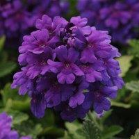Primrose Set of 3 Endurascape Dark Purple Balendakle Bedding Verbena 9cm Pots