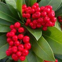 Plant Theory Nymans Japanese Skimmia Outdoor Shrub Plant Skimmia Japonica 3L Pot in Green