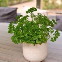 Primrose Extra Moss Curled Parsley Herb Plant 9cm Pot in Green | Size: 1 Pack