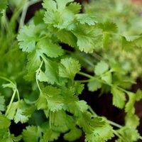 Primrose Coriander Herb Plant Coriandrum Sativum 9cm Pot in Green | Size: 1 Pack