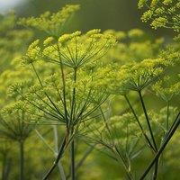 Primrose Dill Herb Plant Anethum Graveolens 9cm Pot in Green | Size: 1 Pack