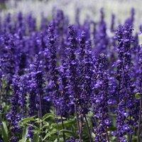 Primrose Salvia Victoria Blue Vivisal Flowering Bedding Plants 9cm Pot in Violet