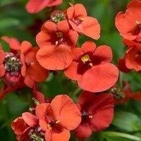 Primrose Set of 3 Diamond Dark Orange Bedding Plant Diascia in 9cm Pots