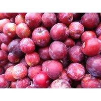 Direct Plants Prunus Victoria Plum Fruit Tree 2-3Yr 6ft Supplied in a 7 Litre Pot in Green