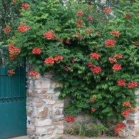 Plant Theory Campsis Madame Galen Chinese Trumpet Red Flowering Vine Plant 60cm Cane 3L Pot