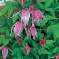 Plant Theory Clematis Constance Purple Flowering Vine Climbing Plant 60cm Cane 3L Pot
