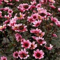 Plant Theory Pretty Woman Single Flowered Dahlia Perennials Flowering Plants Dahlia 3L Pot in Green