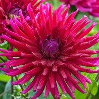 Plant Theory Orfeo Cactus Dahlia Perennials Flowering Plants Dahlia 3L Pot in Green