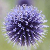 Plant Theory Veitch'S Blue Small Globe Thistle Perennials Flowering Plants Echinops 2L Pot in Green