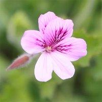 Primrose Set of 3 Torrento Bedding Plant Pelargonium in 9cm Pots in Pink