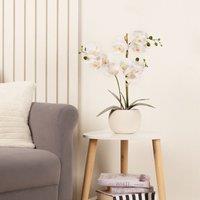 Scottish Everlastings Ltd 53.5cm Phalaenopsis Orchid in Round Cream Cement Pot in White