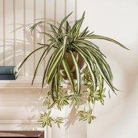 Scottish Everlastings Ltd 36cm Spider Plant in Rustic Pot in Green
