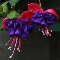 Primrose Set of 3 Dark Eyes Bedding Plant Fuchsia in 9cm Pots in Purple