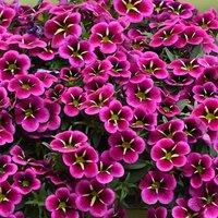 Primrose Set of 3 Cabaret Goodnight Kiss Calibrachoa Balcabooni PBR 9cm Pots in Magenta
