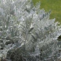Primrose Set of 3 Silver Dust Jacobaea Maritima Bedding Cineraria in 9cm Pots