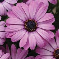 Primrose Set of 3 Akila Lavender Shades African Daisy Osteospermum 9cm Pots in Mauve