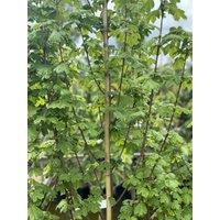 Direct Plants Acer Campestre Elegant Field Maple Tree 3-4ft Supplied in a 3L Pot in Gold