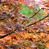 Plant Theory Atropurpureum Japanese Maple Shrub Plant Acer Palmatum 3L Pot 40cm Grafted in Green