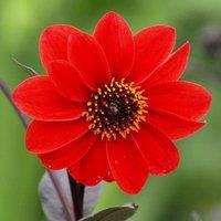 Plant Theory Bishop Of Llandaff Peony Flowered Dahlia Perennial Flowering Plant Dahlia 3L Pot in Green