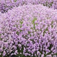 Plant Theory Rosea Lavender Outdoor Shrub Plant Lavandula Angustifolia 2L Pot in Green