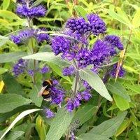Plant Theory Dark Knight Bluebeard Shrub Plant Caryopteris x Clandonensis 2L Pot in Green