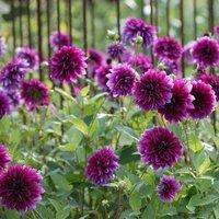 Plant Theory Thomas A. Edison Decorative Dahlia Perennials Flowering Plants Dahlia 3L Pot in Green