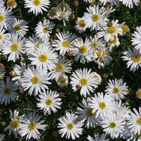 Primrose Set of 3 Surdaisy White Bedding Plant Brachyscome Multifida 9cm Pots