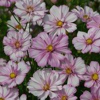 Primrose Set of 3 Bedding Plant Cosmos Bipinnatus in 9cm Pots in Pink