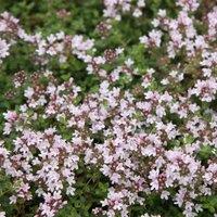 Primrose Thyme Serpyllum Pink Chintz Herb Plant Thymus 9cm Pot in Purple | Size: 1 Pack