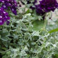 Primrose Set of 3 Silver Mist Liquorice Plant Bedding Plant Helichrysum 9cm Pots