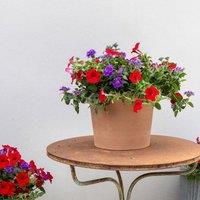 Plant Theory Ruby Amethyst Easy Speed Planter Preplanted plants for Baskets Pots