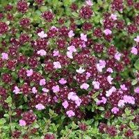 Primrose Thyme Herb Plant Thymus Coccineus Group 9cm Pot in Green | Size: 3 Pack