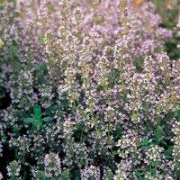 Primrose Thyme Common Herb Plant Thymus Vulgaris 9cm Pot in Purple | Size: 3 Pack