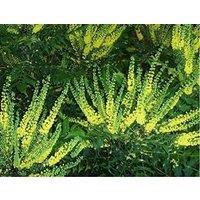 Direct Plants Mahonia media Winter Sun Plant (Large) 50-60cm Supplied in a 3 Litre Pot in Green