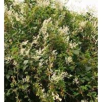 Direct Plants Polygonum Russian Vine Climbing Plants, Mile a Minute, 3-4ft Large Plant supplied in a 3 Litre Pot in Green