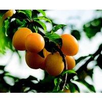 Direct Plants Prunus Mirabelle De Nancy Plum Fruit Tree 5-6ft in 7.5L Pot